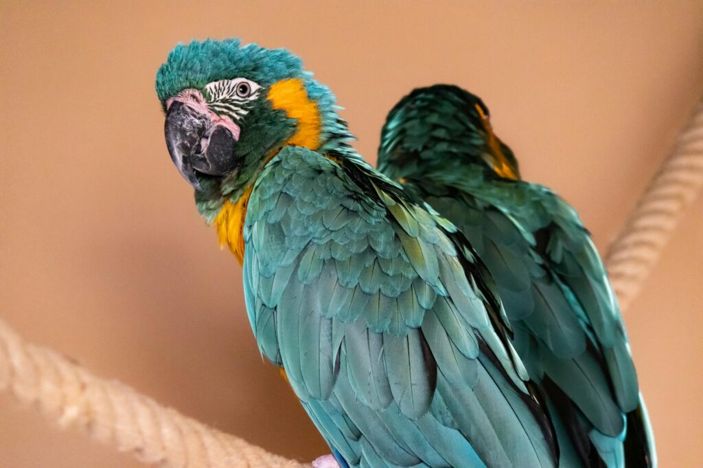 Jeg er en papegøje fra amerika